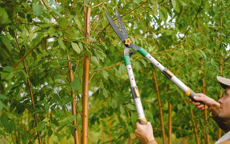 Tree trimming in Annada, MO